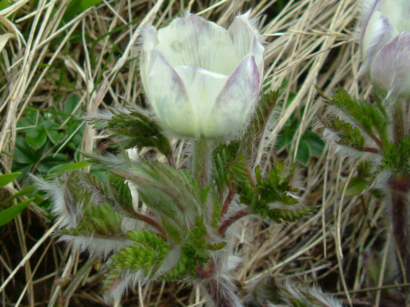 Pulsatilla alpina / Pulsatilla alpina